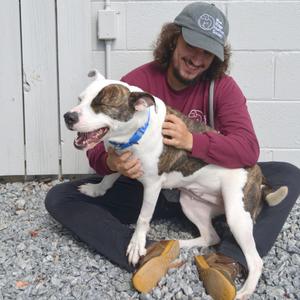 Pippi, Mixed Breed (Medium), adult, available for adoption