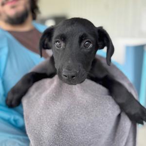 Hamlet, Mixed Breed (Medium), puppy, available for adoption