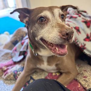 Mika, Mixed Breed (Medium), senior, available for adoption