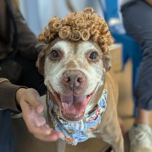 Mika, Mixed Breed (Medium), senior, available for adoption
