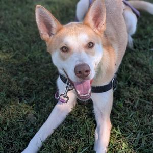 Prince, Mixed Breed (Medium), adult, available for adoption