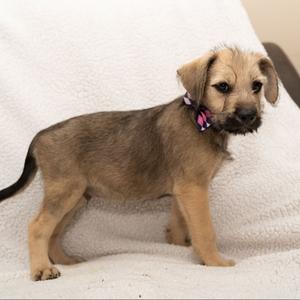 Mercutio, Mixed Breed (Medium), puppy, available for adoption