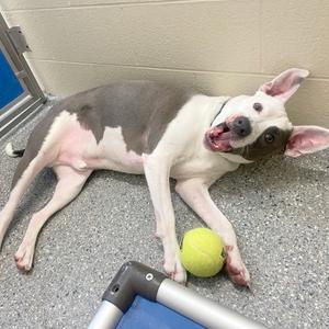 A gray and white dog lying on the floor with a tennis ball