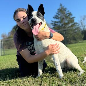 Louie, Mixed Breed (Medium), young, available for adoption