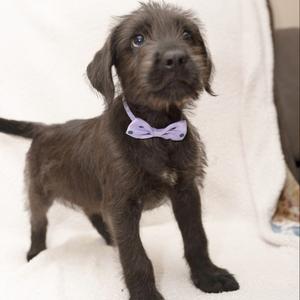 Oberon, Mixed Breed (Medium), puppy, available for adoption