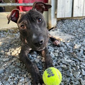 Ducky, Mixed Breed (Medium), young, available for adoption