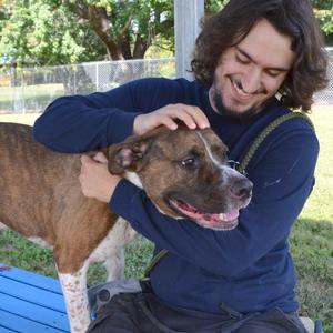 Ludo, Mixed Breed (Large), adult, available for adoption