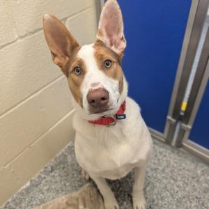 Frank, Mixed Breed (Medium), young, available for adoption