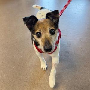 A small dog with a white and brown coat, wearing a red harness and leash, looking directly at the camera.