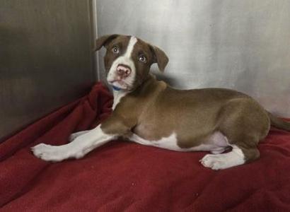 Bernie, Pit Bull Terrier / Mixed Breed, puppy, available for adoption