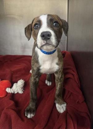 Ben, Pit Bull Terrier / Mixed Breed, puppy, available for adoption