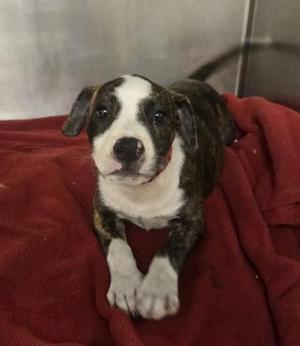 Bonnie, Pit Bull Terrier / Mixed Breed, puppy, available for adoption