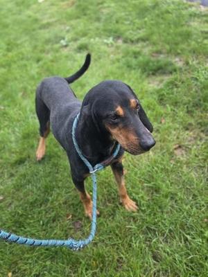 A black and tan dachshund standing on grass, wearing a blue leash.
