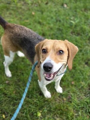 Chuga Chuga Ruru, Beagle / Mixed Breed, young, available for adoption