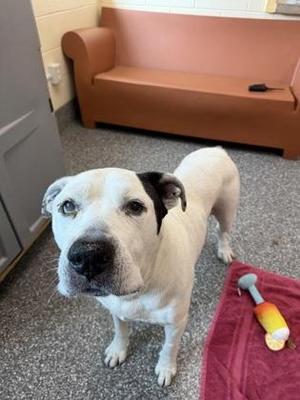 Colonel Sanders, American Bulldog / Mixed Breed, senior, available for adoption
