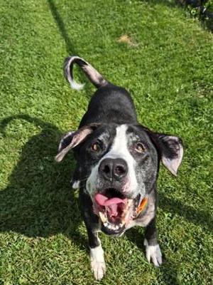 Chase, Mixed Breed, adult, available for adoption