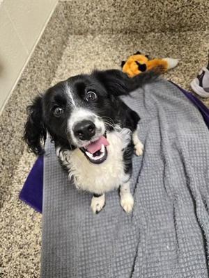 Anthony, Mixed Breed, adult, available for adoption
