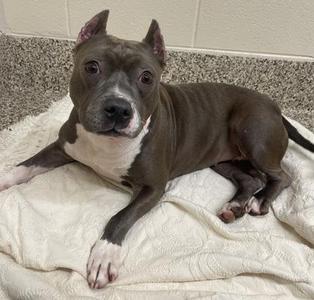 Charity, Pit Bull Terrier / Mixed Breed, adult, available for adoption