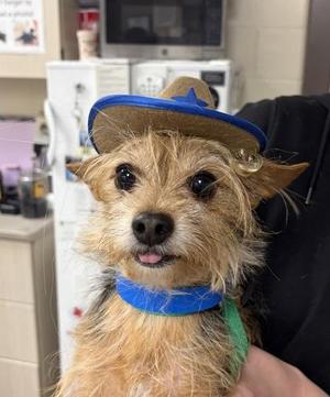 Cowboy, Yorkshire Terrier / Mixed Breed, adult, available for adoption