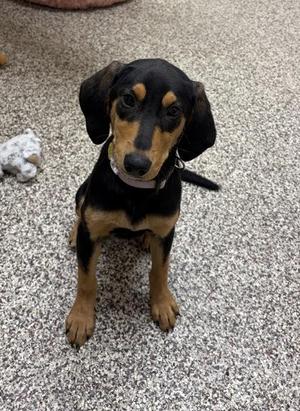 Charlotte, Mixed Breed, puppy, available for adoption