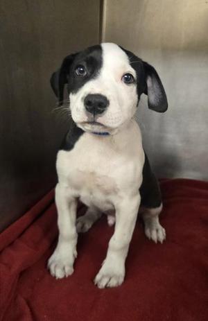 Buddy, Pit Bull Terrier / Mixed Breed, puppy, available for adoption