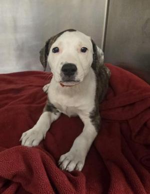 Billy Jean, Pit Bull Terrier / Mixed Breed, puppy, available for adoption
