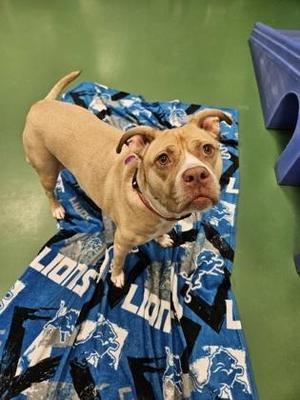 Azalea, Pit Bull Terrier / Mixed Breed, senior, available for adoption