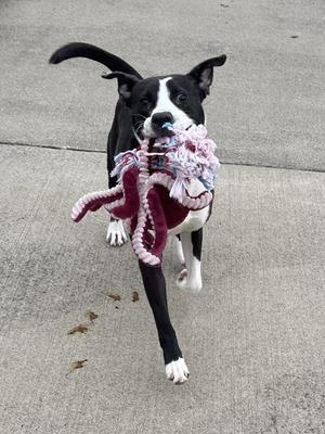 A black and white dog running with a pink and white rope toy in its mouth.