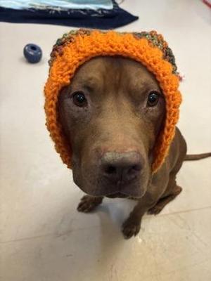 Clancy, Pit Bull Terrier / Mixed Breed, adult, available for adoption