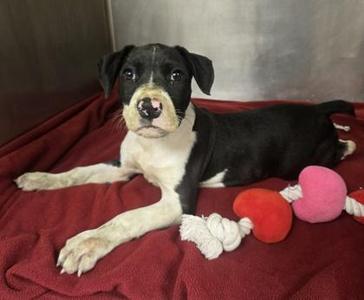 Bruno, Pit Bull Terrier / Mixed Breed, puppy, available for adoption