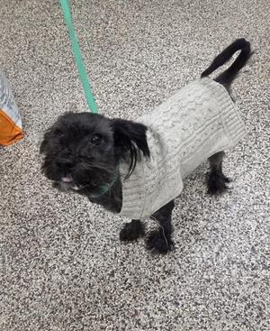black dog wearing a sweater