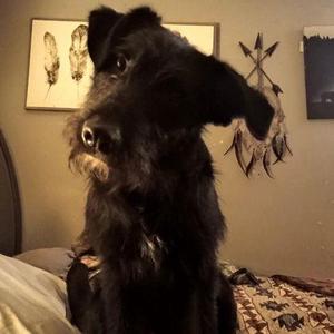 Bear, Giant Schnauzer / Standard Poodle, adult, available for adoption