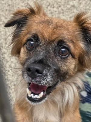 Aaron, Mixed Breed, adult, available for adoption