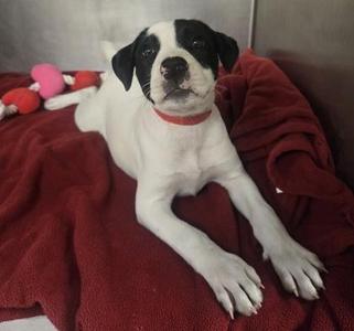 Betsy, Pit Bull Terrier / Mixed Breed, puppy, available for adoption