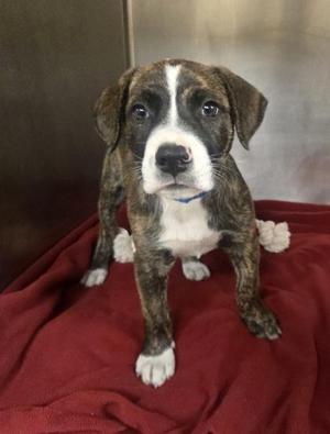 Bowie, Pit Bull Terrier / Mixed Breed, puppy, available for adoption