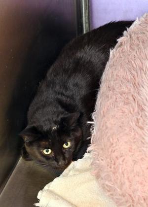 Dustin (In a Foster Home), adult, available for adoption