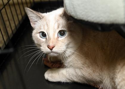 Inara, adult, available for adoption