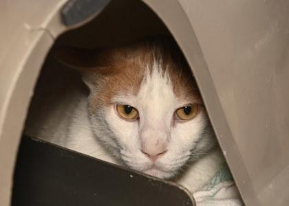 Dwight Snoot, adult, available for adoption