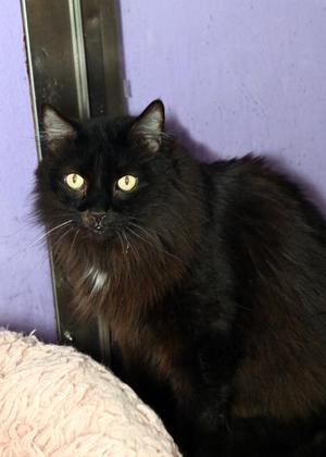 Finn (In a Foster Home), adult, available for adoption