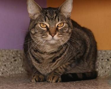 A tabby cat with striking yellow eyes sits on a textured surface, looking directly at the camera.