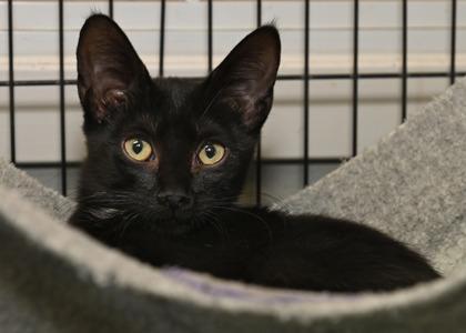Jyn, young, available for adoption