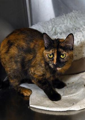 Amour, adult, available for adoption