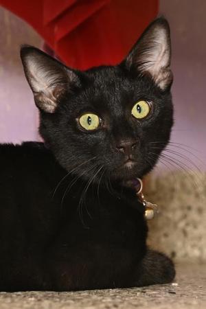 Daniel, young, available for adoption