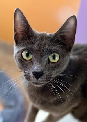 Cassie, adult, available for adoption