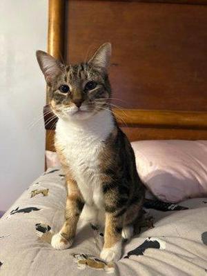 Athena (In a foster home), adult, available for adoption