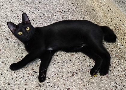 Lizzy, young, available for adoption