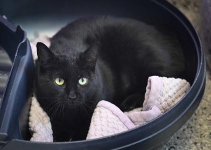 Duchess Delilah Gemstone IV, adult, available for adoption