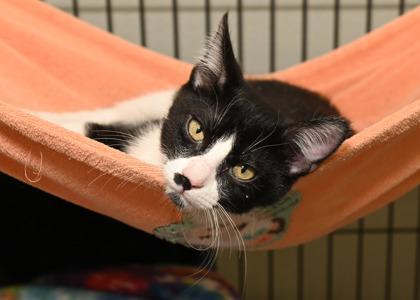 Mel, young, available for adoption