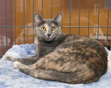 Glori, adult, available for adoption