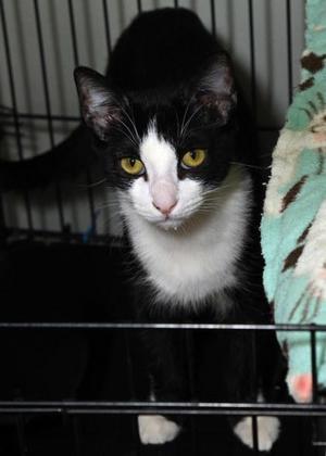 Axel, young, available for adoption